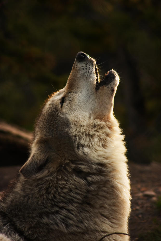 Grey Wolf howling 