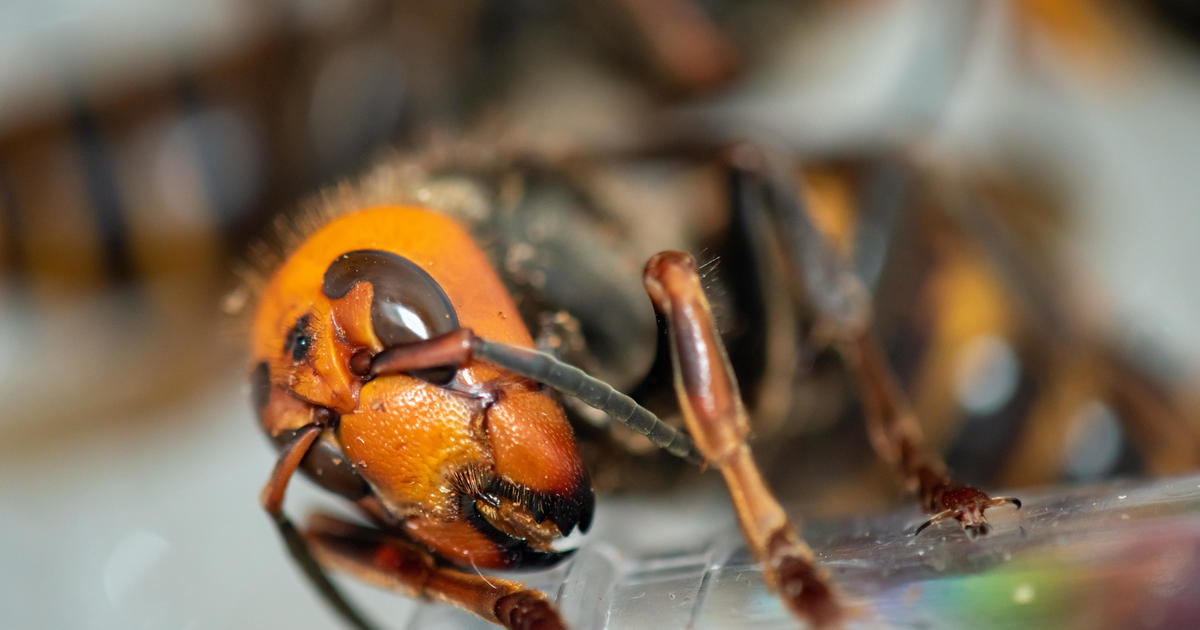 "Murder hornets" given new name by scientists in Washington state