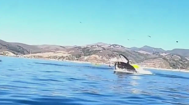 whale upends kaykers 