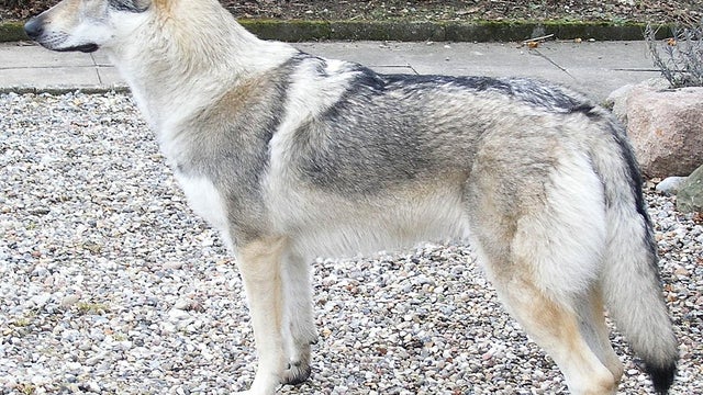 1024px-Czechoslovakian-wolfdog-profile_big.jpg 