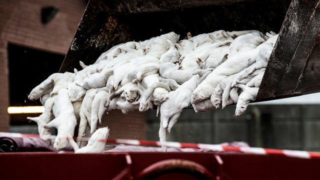 Mink carcasses are disposed of at a farm due to novel coronavirus mutation in Farre 