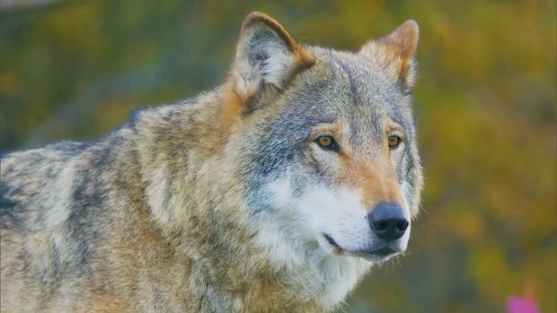 gray wolves wolf 