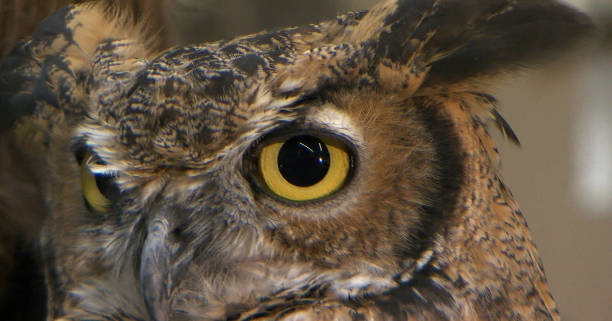 Why Do OwlLovers Across The Country Travel To A Small Southern