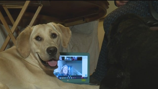 therapy-dogs-distance-learning.jpg 