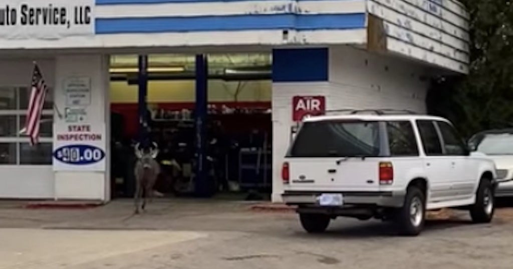 Deer Breaks Into Londonderry Gas Station, Police Help With Escape CBS Boston