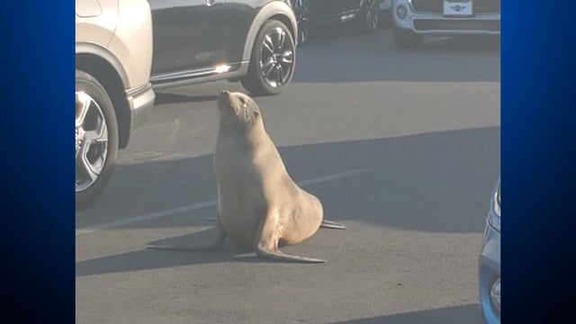 corte_madera_sea_lion_111220.jpg 