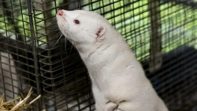 cbsn-fusion-danish-government-rolls-back-cull-order-millions-of-mink-coronavirus-thumbnail-586388-640x360.jpg 