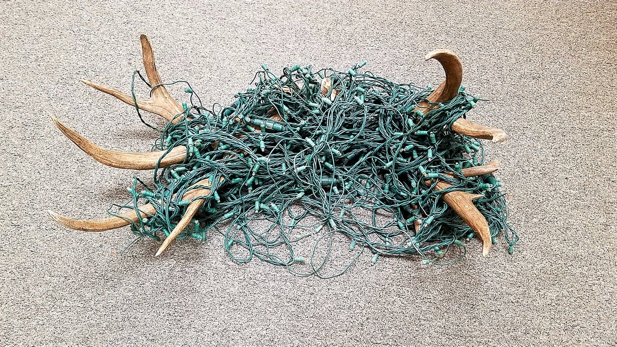 Buck Gets Tangled In Sports Net, Colorado Parks And Wildlife Warns Of ...