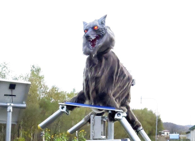 A robot called Monster Wolf  is installed in an effort to scare away bears that have become an increasingly dangerous nuisance in the countryside, in Takikawa 