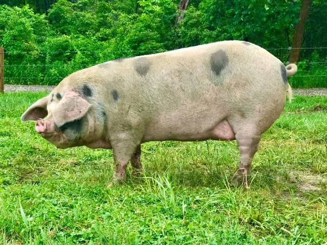 Ethel the pig 