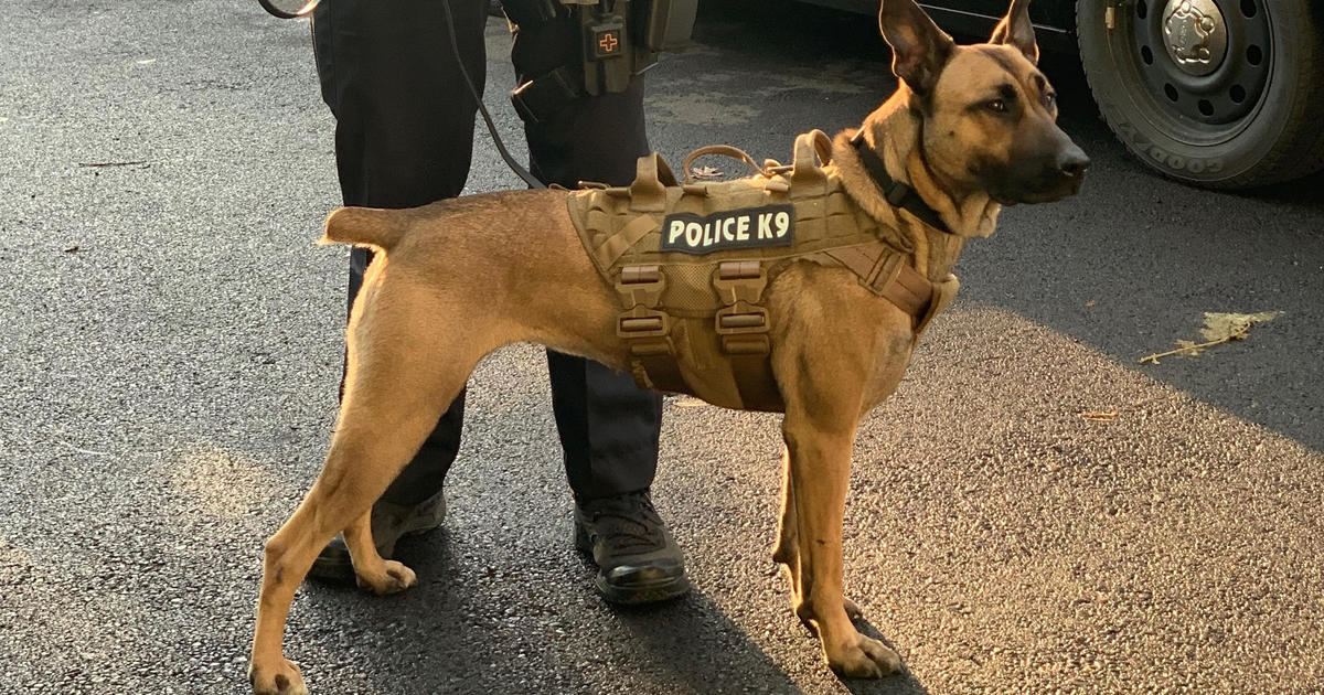police k9 dogs