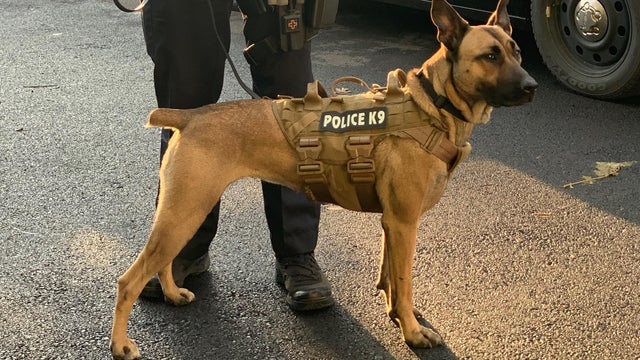 Maggie - Owego Police Department K9 officer 