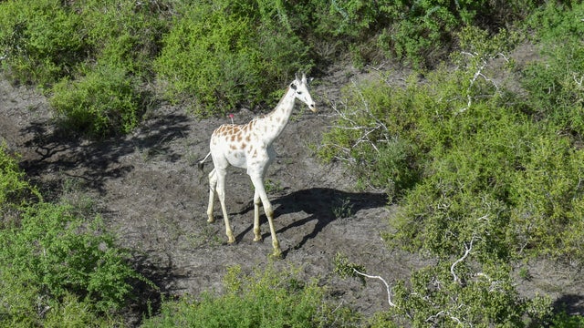 Kenya Last White Giraffe 
