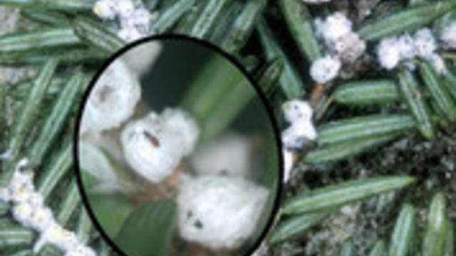 hwa-magnified_crop.jpg 