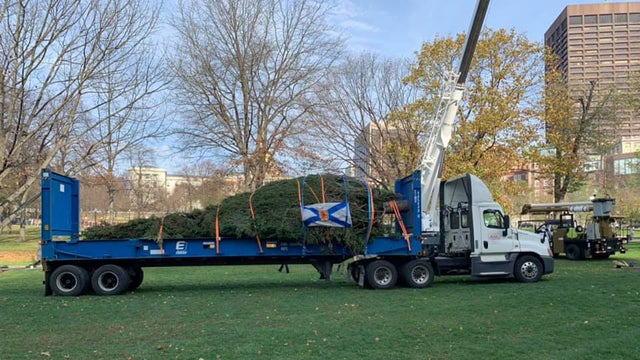 boston-holiday-tree.jpg 