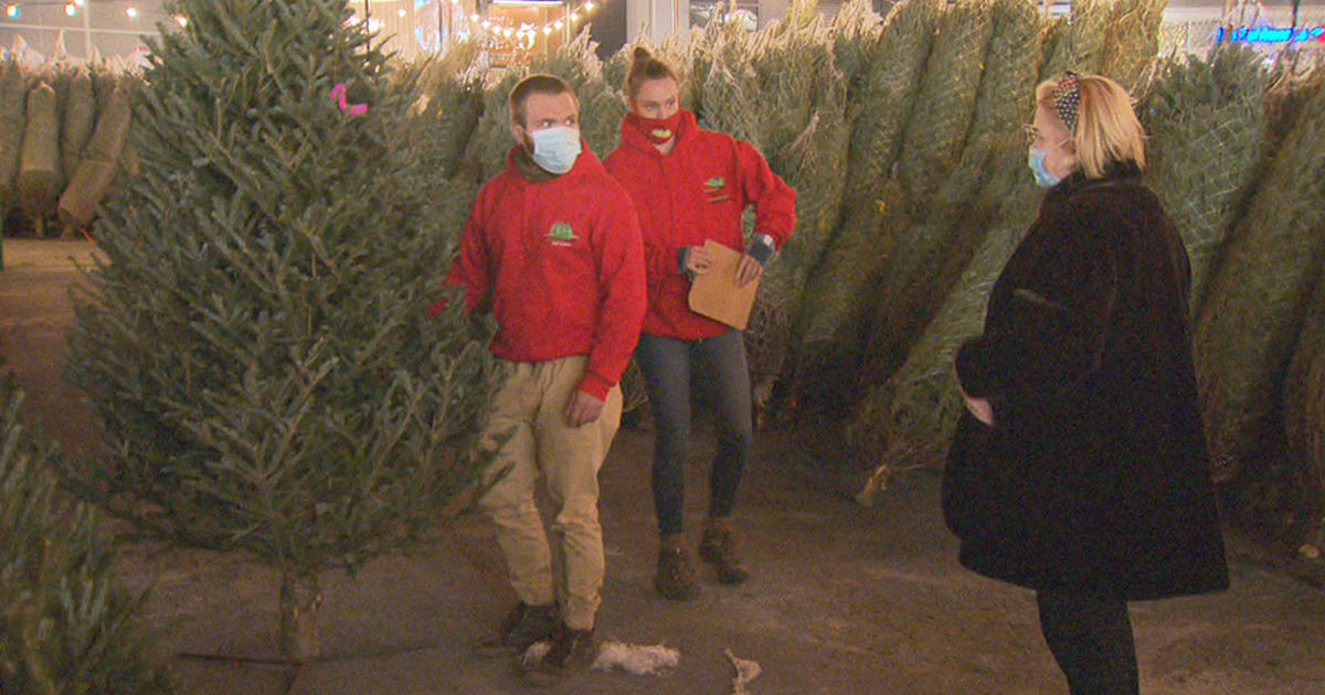 Christmas Tree Sales Starting Early In Boston CBS Boston