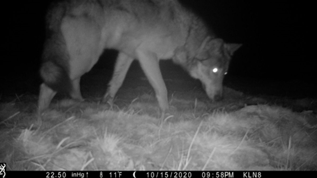 Gray Wolf Update 1 (Image of wolf from a game camera, taken Oct 15, 2020, in Moffat County, credit Defenders of Wildlife) 
