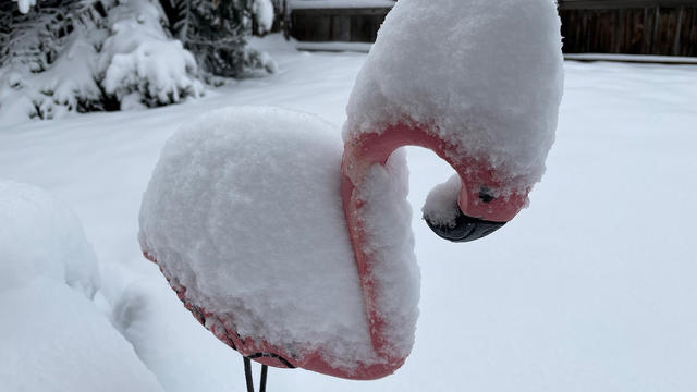flamingo-snow.jpg 