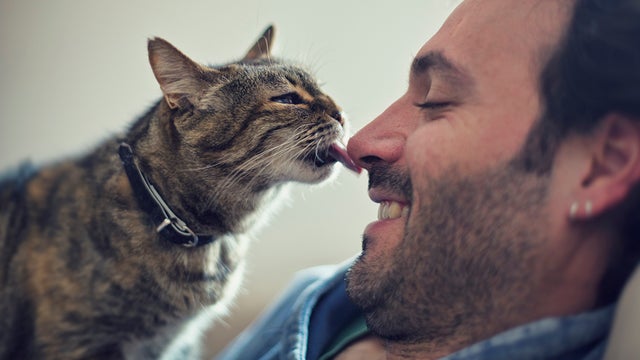 GettyImages-cat-licking-owner-171696882.jpg 
