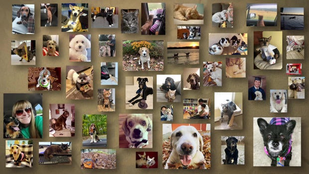 pets-montage-a-620.jpg 