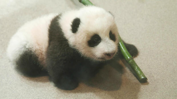 panda-cub-b-620.jpg 