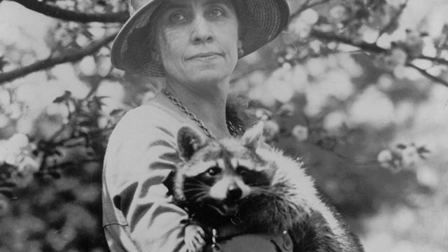 coolidge-white-house-rebecca-raccoon-loc-1280.jpg 