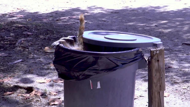 raccoon-in-garbage-bin-620.jpg 