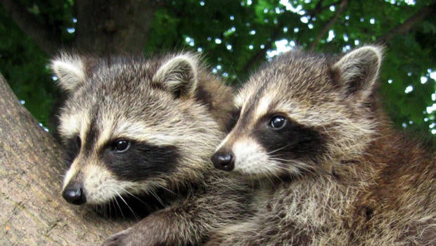 Are we making raccoons smarter? - CBS News