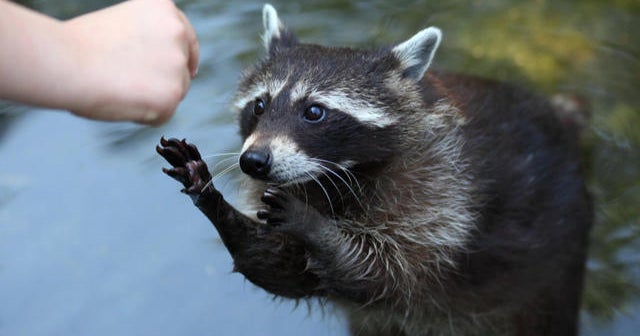 Are we making raccoons smarter? - CBS News