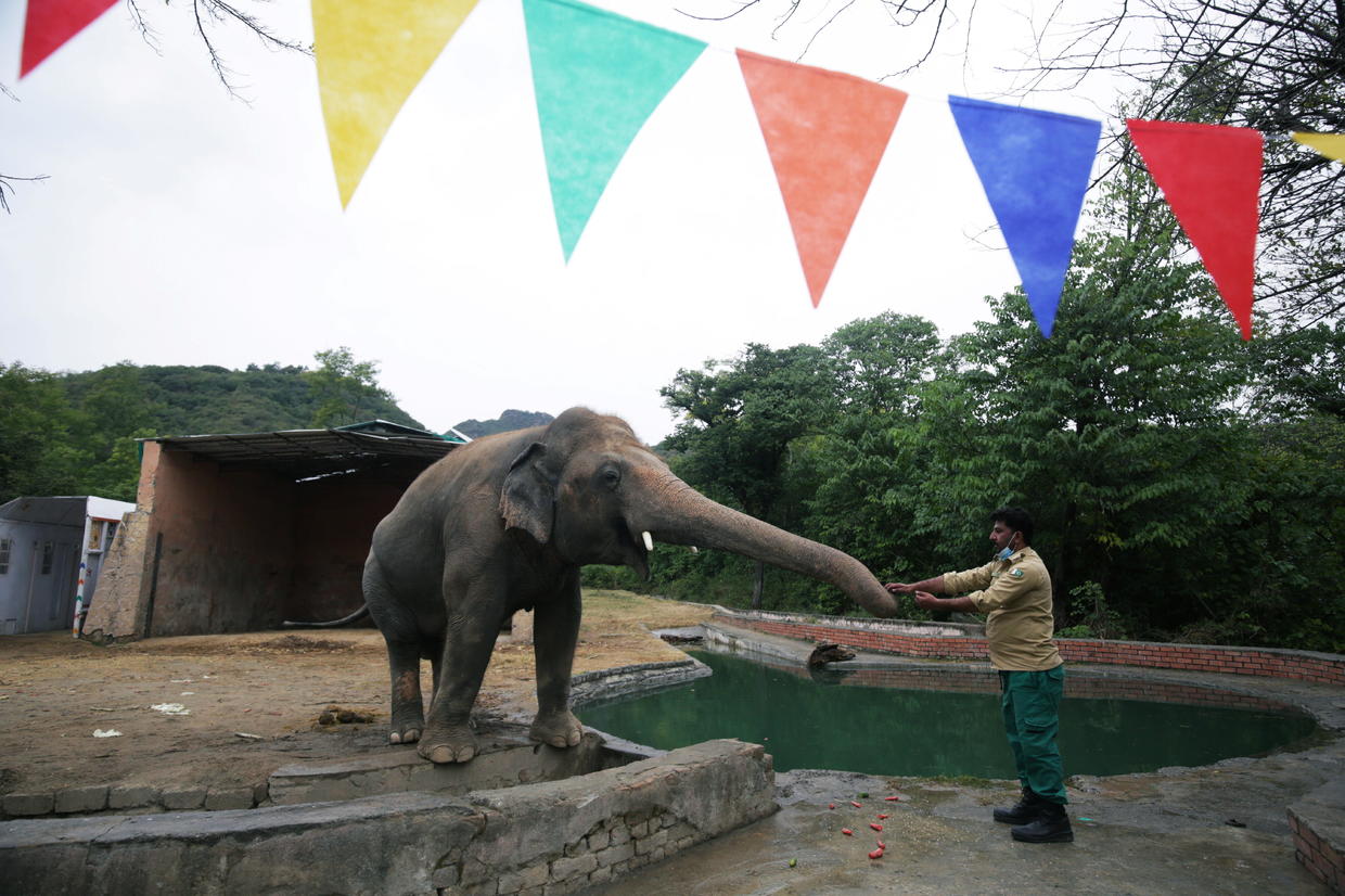 Cher Helps Kaavan The Lonely Elephant Find A New Life, And Maybe Even ...