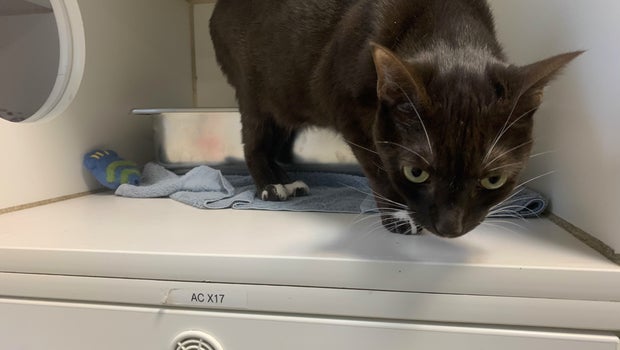 Maryland animal shelters asking for help as pet surrenders rise over the summer