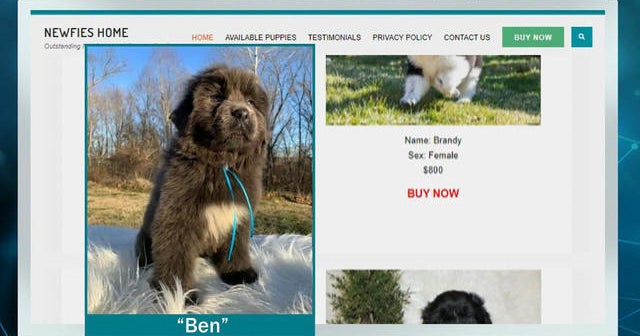 New report warns online pet scams have skyrocketed during pandemic CBS News
