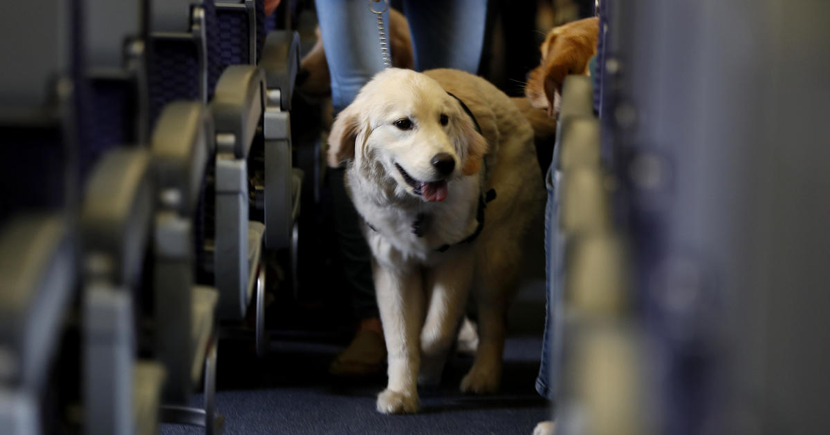 American Airlines bans emotional support animals - CBS News