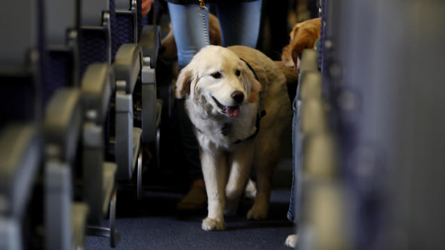 Airlines Service Animals 