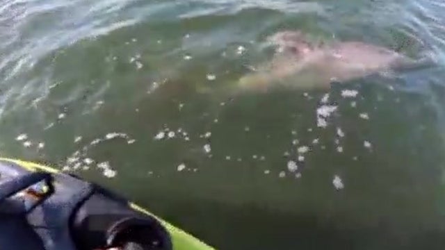 Dolphin-Rescued.jpg 