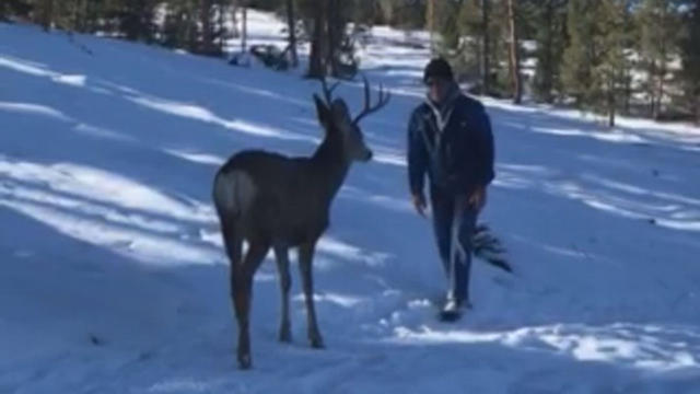 Deer-Encounter.jpg 