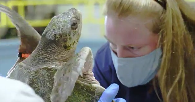 15 Cold-Stunned Sea Turtles Rescued Near Cape Cod Being Rehabilitated ...