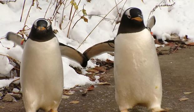 pittsburgh-zoo-penguins 