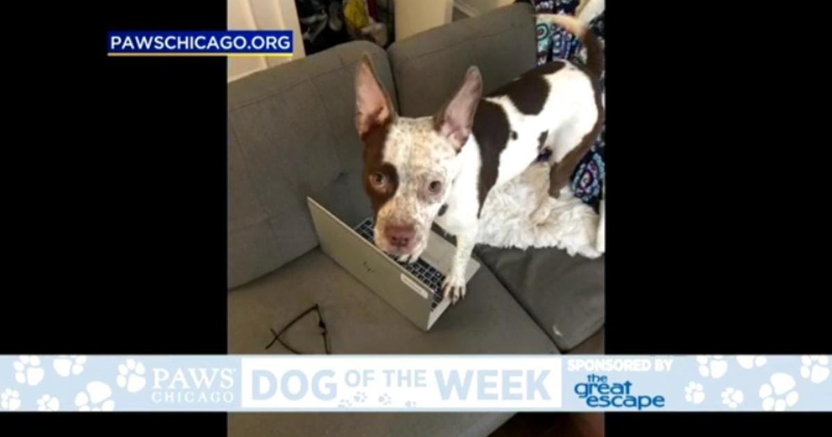 PAWS Dog Of The Week Bronson CBS Chicago