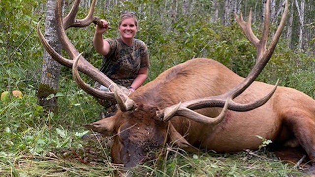 Bull-Elk.jpg 