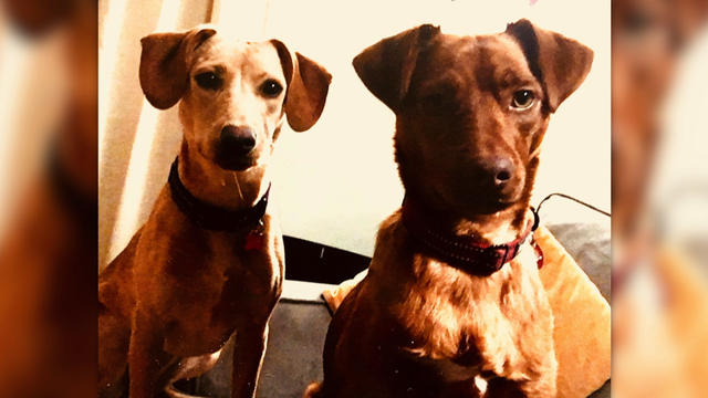 Dogs-Stolen-In-South-Minneapolis-Car-Theft.jpg 