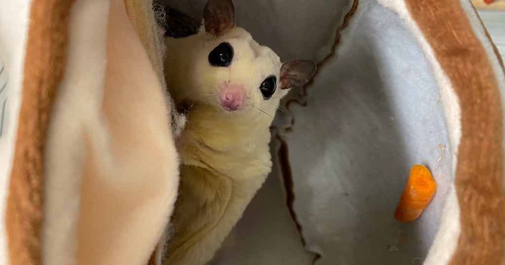 Dozens Of Exotic Sugar Gliders Up For Adoption With MSPCA; 'Can Make