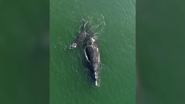 Endangered Right Whale Mom and Calf Off Florida 