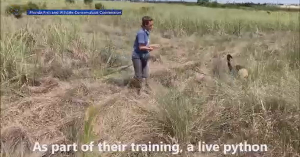 Sniffing Out Pythons: Dogs Being Used To Track Invasive Burmese Pythons ...