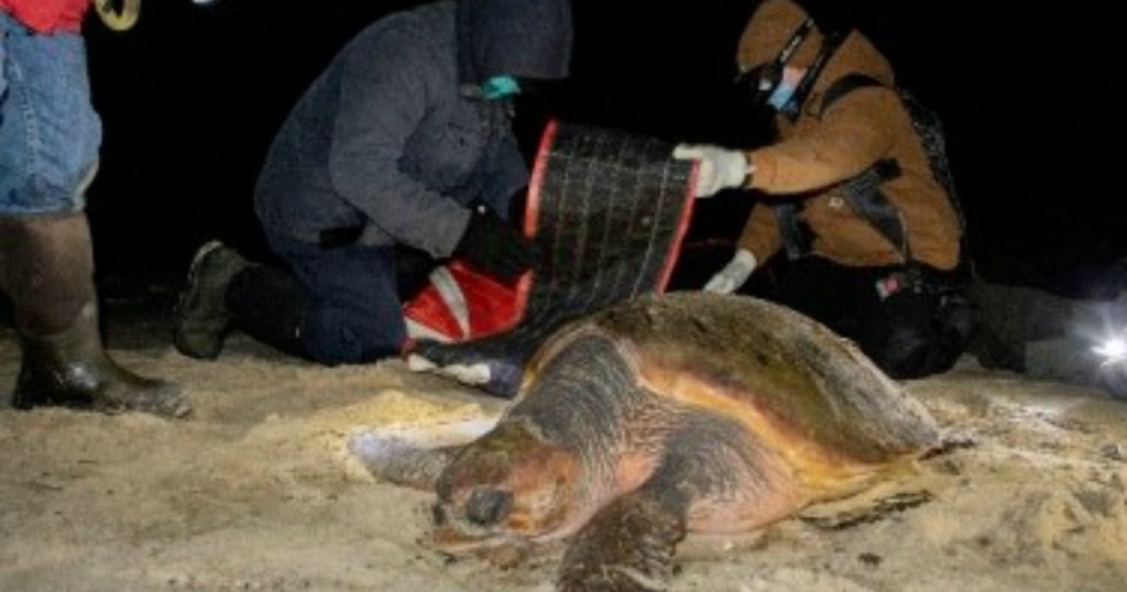 Record Number Of Stranded Sea Turtles Rescued On Cape Cod - CBS Boston
