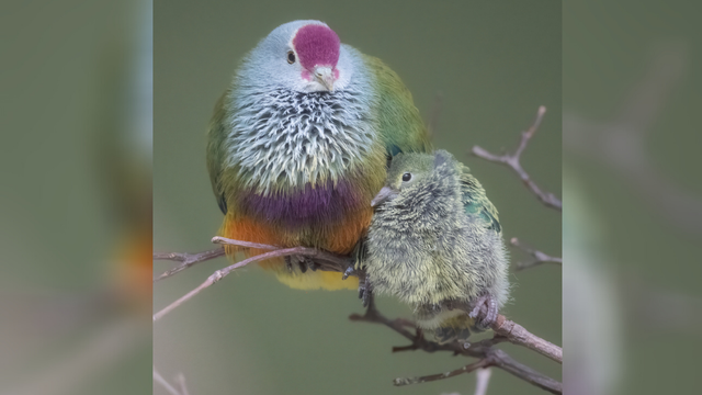 national-aviary-mariana-fruit-dove.png 