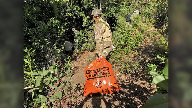 Wildlife Officials Clean Up at a Marijuana Grow Site in Monterey County 