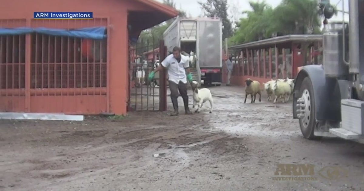 Animal Rights Group Alleges Torture, Inhumane Practices At ...