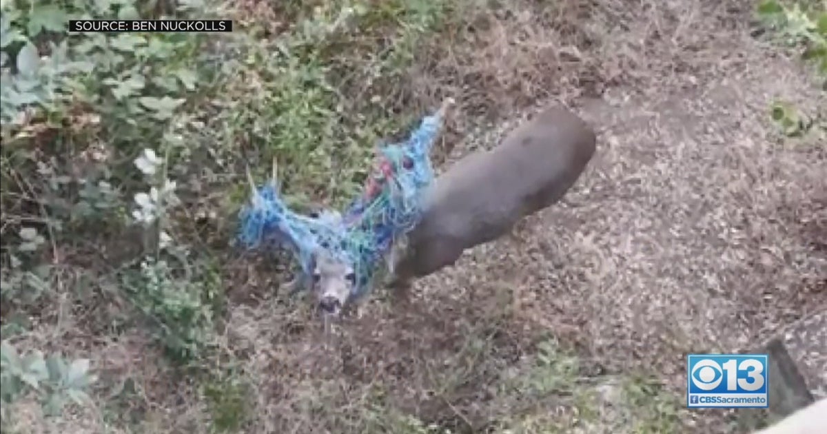 Deer Entangled In Backyard Hammock Finally Freed In Fair Oaks - Good ...