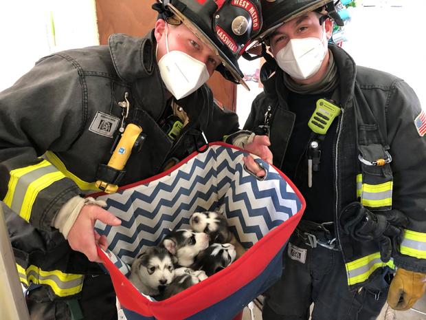 Firefighters And Puppies 1 (West Metro Fire on FB) 